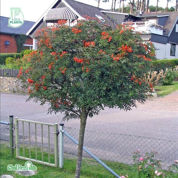 Japansk rönn ´Carmencita´ E | Hallandsåsens Växtbutik