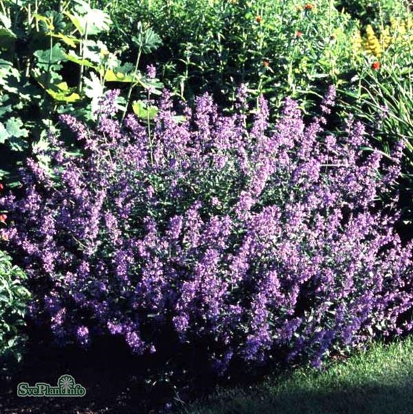 Kantnepeta ´Walker´s Low´ Hallandsåsens Växtbutik