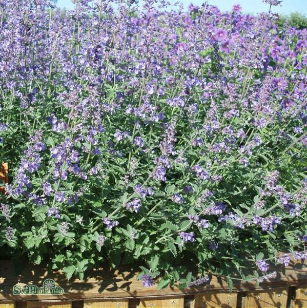 Kantnepeta ´Walker´s Low´ Hallandsåsens Växtbutik